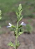 Salvia reflexa. Верхушка соцветия. Дагестан, Унцукульский р-н, окр. с. Майданское, отвал грунта на обочине шоссе. 19 июня 2023 г.