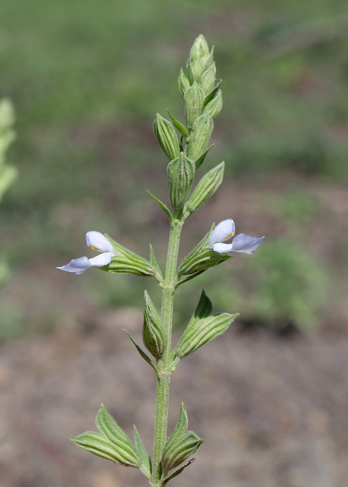 Image of Salvia reflexa specimen.