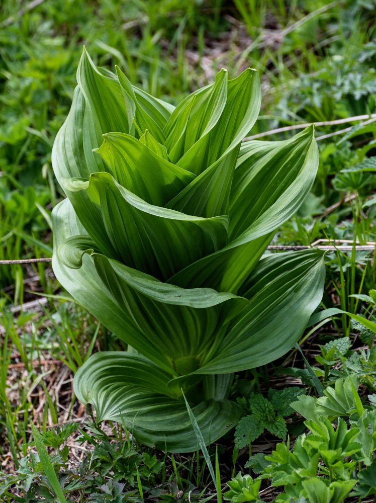 Изображение особи Veratrum lobelianum.