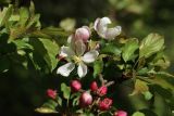 View full-size image Malus sylvestris