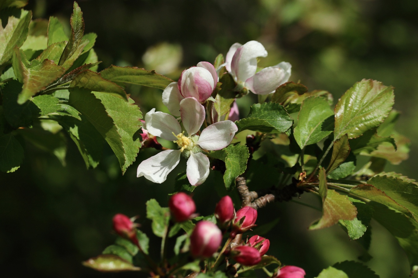 Изображение особи Malus sylvestris.