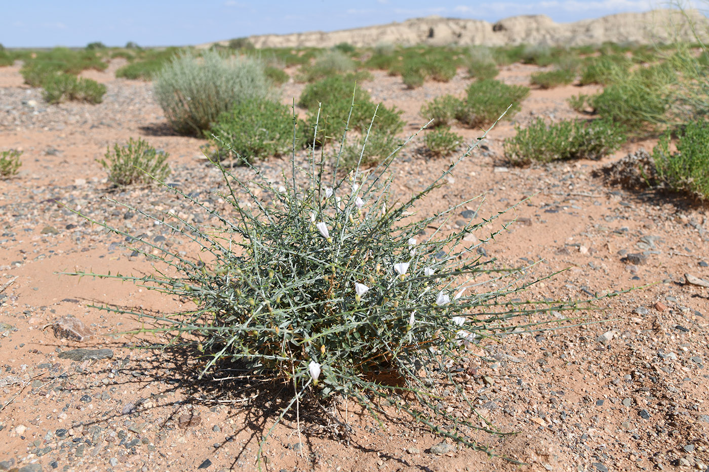 Image of Convolvulus fruticosus specimen.