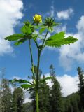 Potentilla chrysantha. Верхушка зацветшего растения. Казахстан, Центральный Алтай, окр. оз. Рахмановское, 1760 м н.у.м., опушка кедрового леса. 29 июня 2023 г.