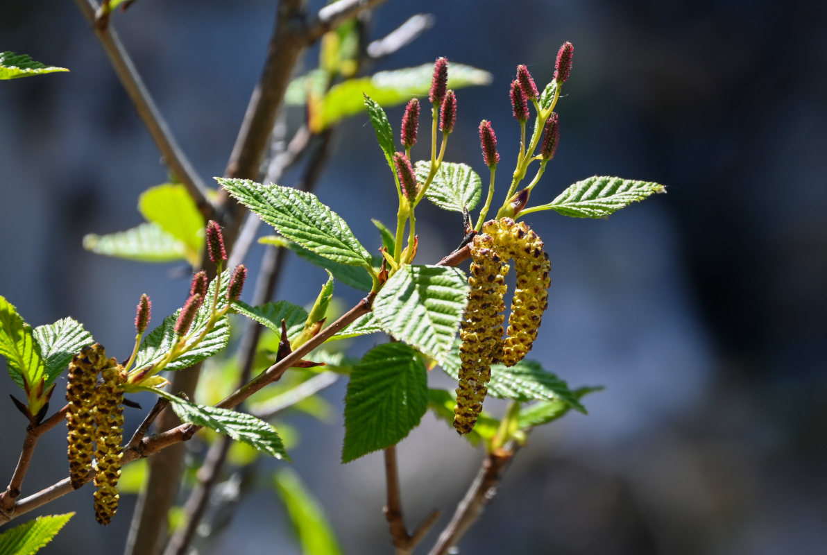 Изображение особи Duschekia fruticosa.