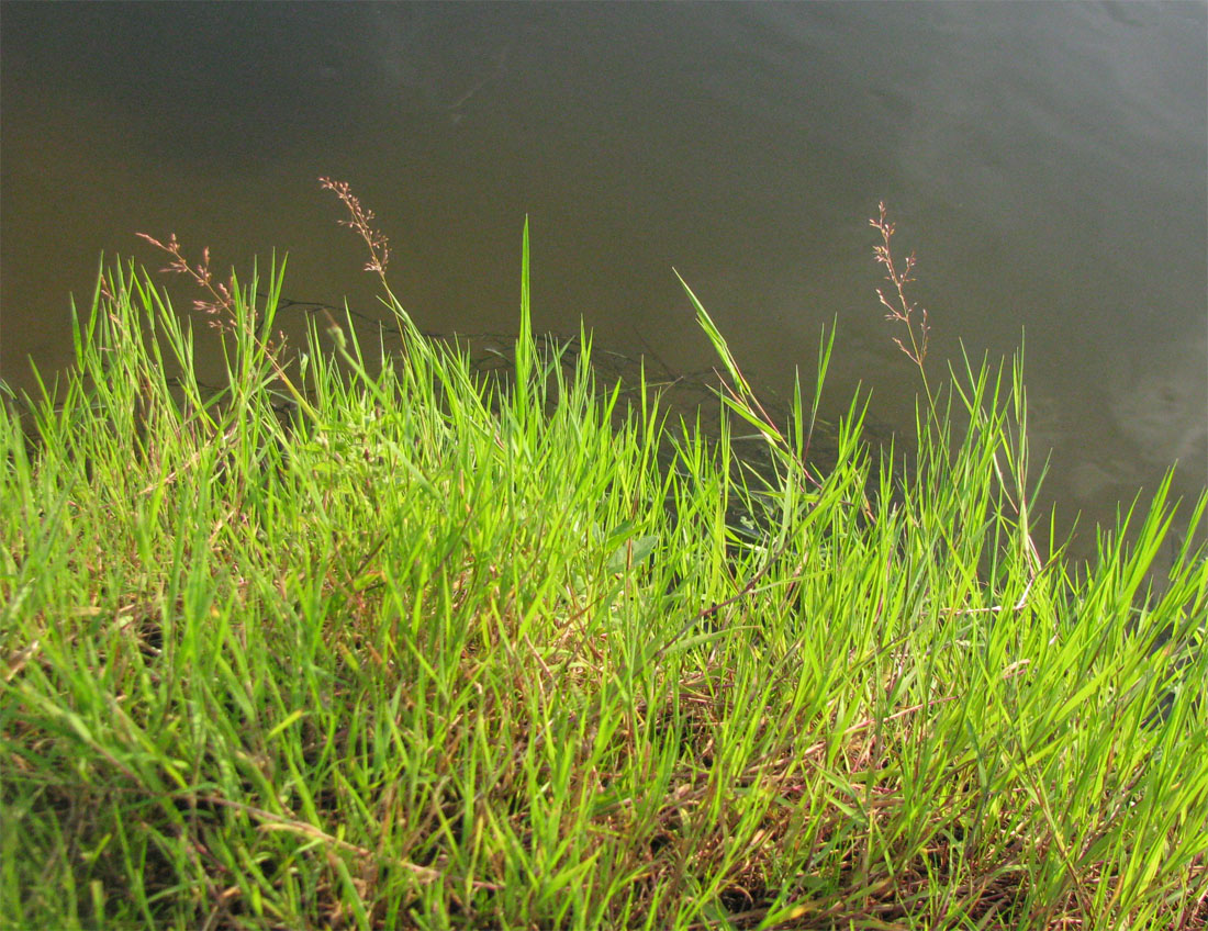 Изображение особи Agrostis stolonifera.