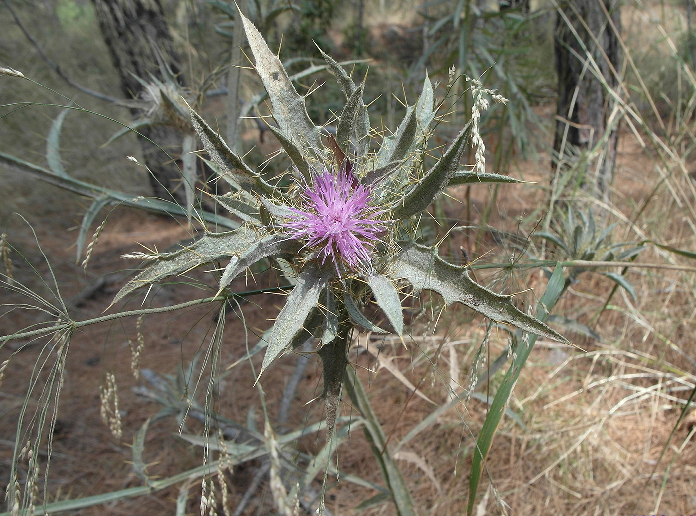Image of Picnomon acarna specimen.