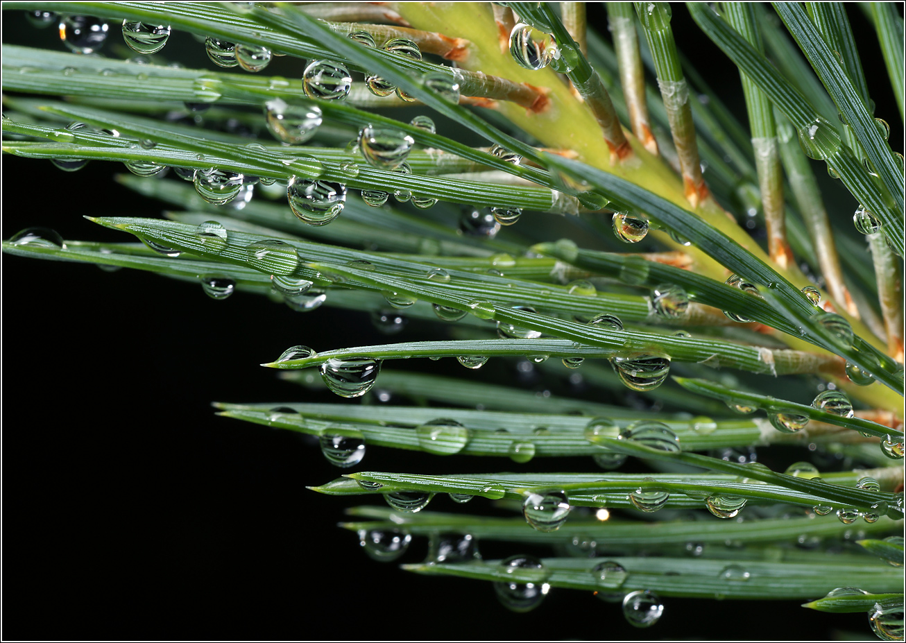 Изображение особи Pinus sylvestris.