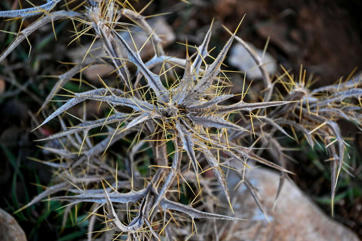 Image of Picnomon acarna specimen.