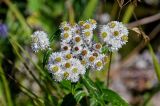 Anaphalis margaritacea