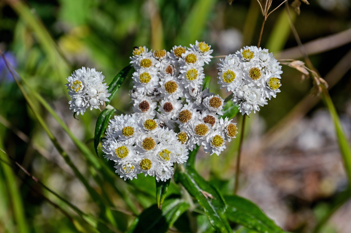 Изображение особи Anaphalis margaritacea.