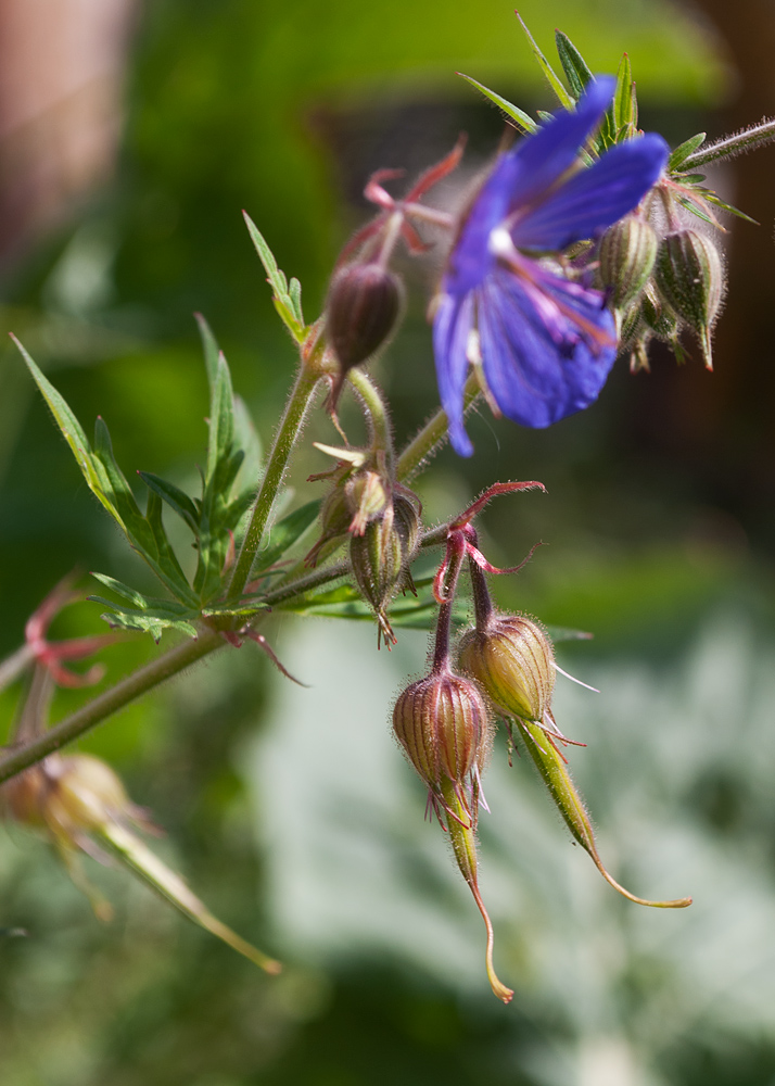 Image of Geranium pratense ssp. sergievskajae specimen.