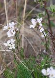 Dendroarabis fruticulosa. Верхушки побегов с соцветиями (на переднем плане верхушка листа Phlomoides tuberosa). Казахстан, Восточно-Казахстанская обл., Глубоковский р-н, окр. с. Кожохово, каменистый склон, заросли Spiraea hypericifolia. 05.05.2023.