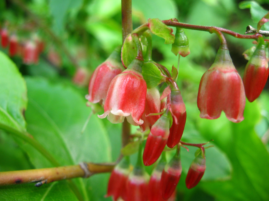 Image of Vaccinium arctostaphylos specimen.