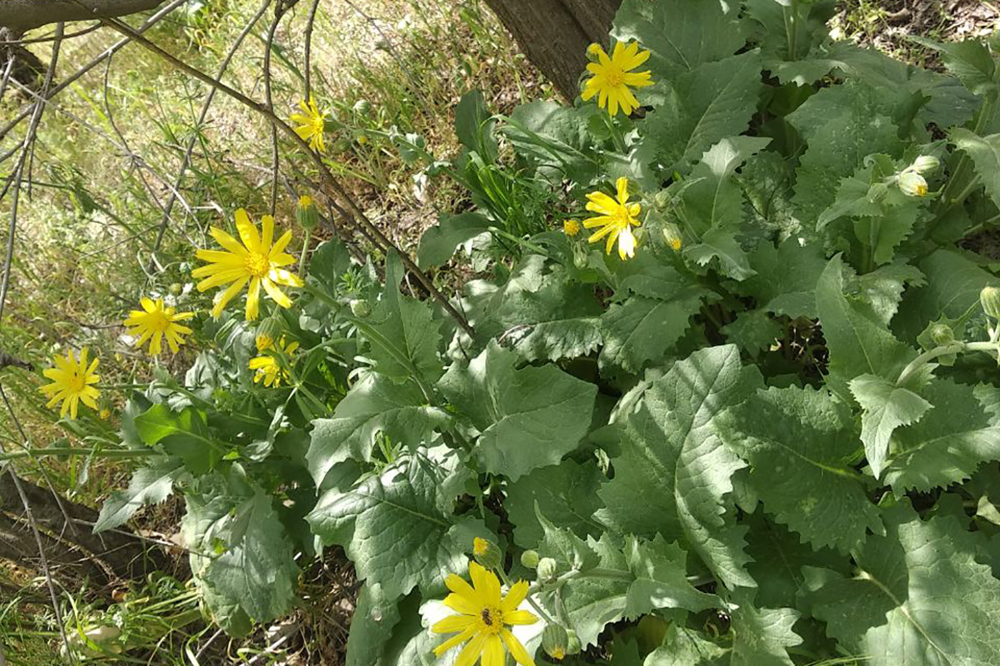 Изображение особи Senecio olgae.