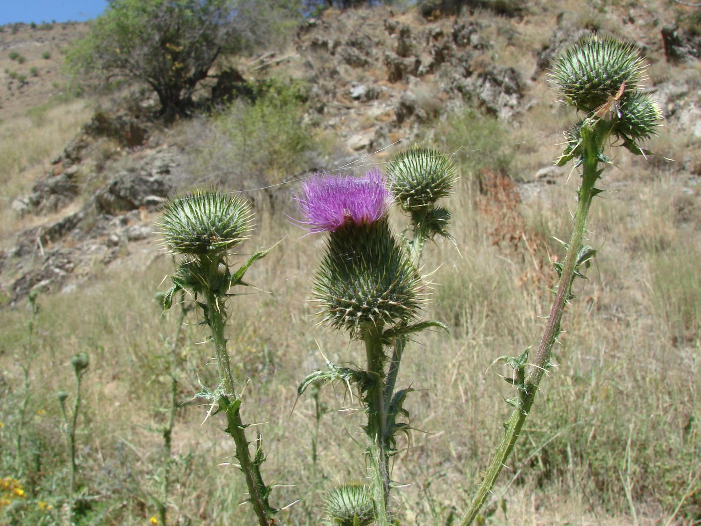 Image of Cirsium vulgare specimen.