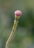 Papaver umbonatum