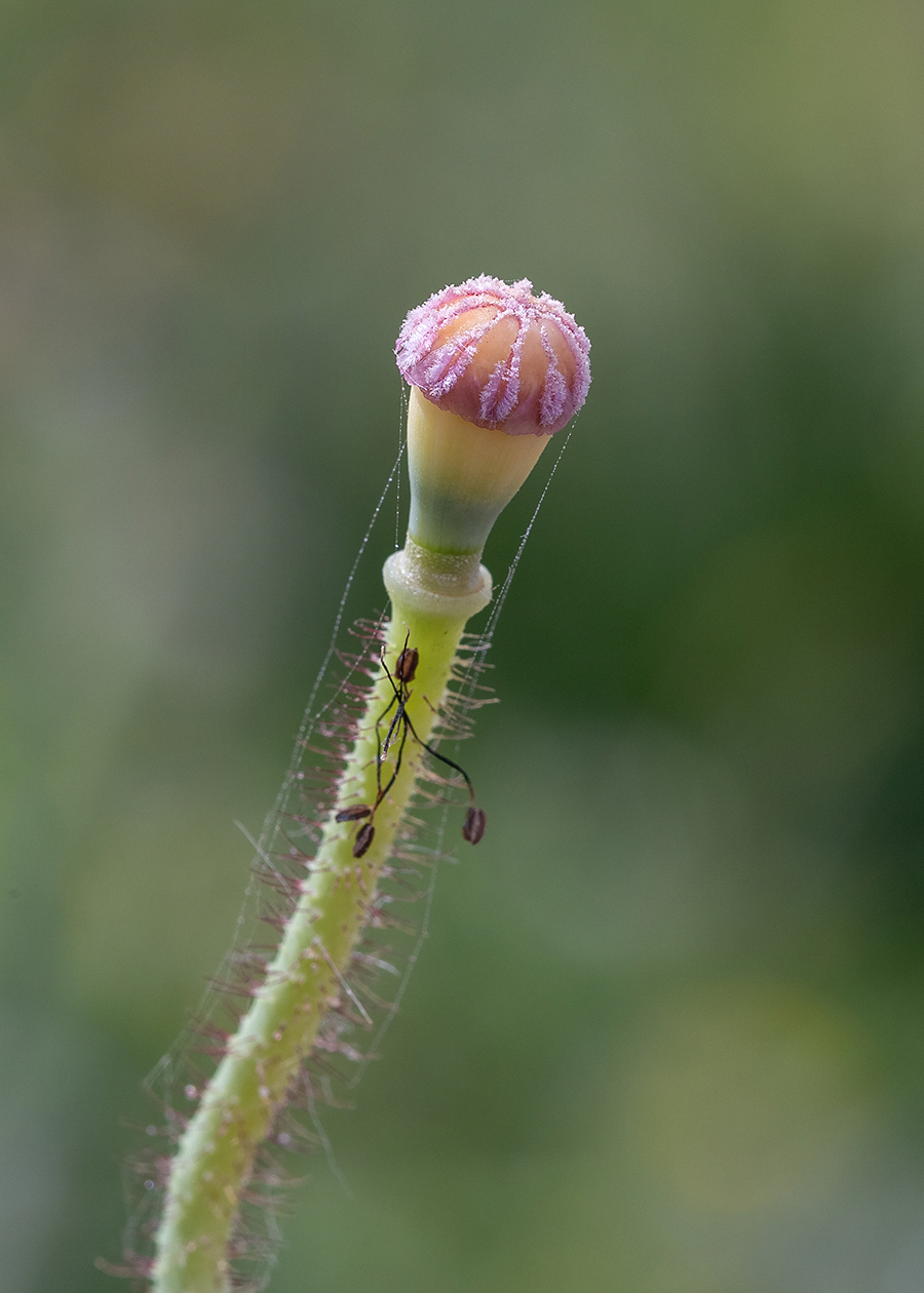 Image of Papaver umbonatum specimen.