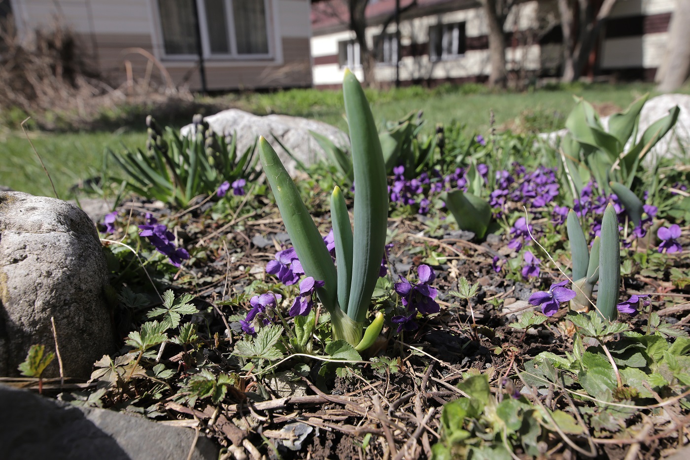 Изображение особи Allium pskemense.