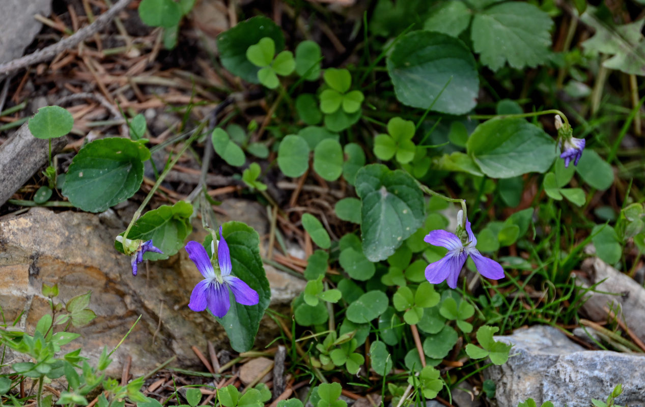 Image of genus Viola specimen.