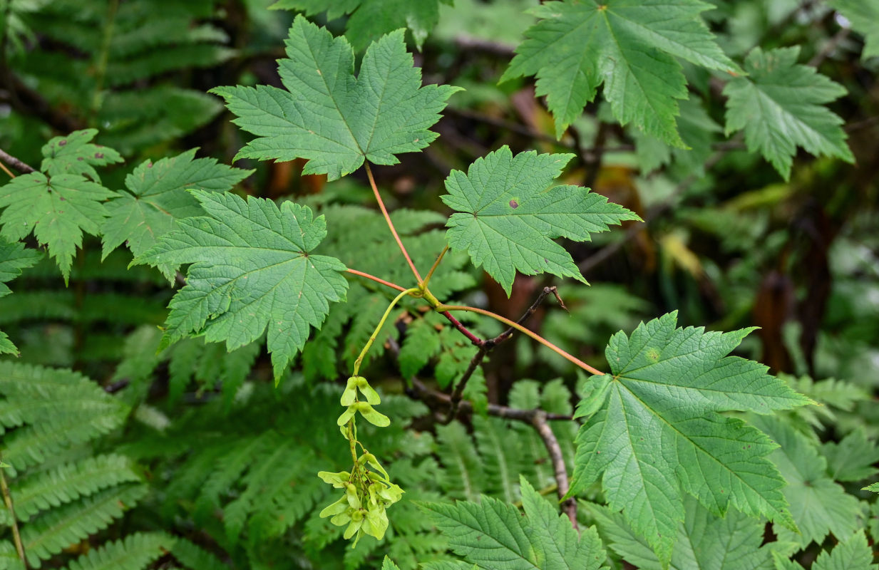 Image of Acer ukurunduense specimen.