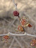 Ulmus pumila. Часть ветви с соцветиями. Хабаровский край, окр. г. Комсомольск-на-Амуре, вдоль грунтовой дороги. 25.04.2024.