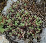 Sedum pallidum