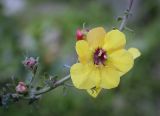 Verbascum blattaria. Цветок. Абхазия, Гагрский р-н, с. Лдзаа, обочина дороги. 13.04.2024.