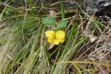 Viola uniflora