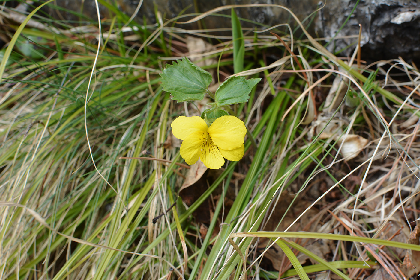 Изображение особи Viola uniflora.