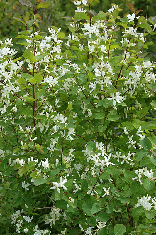 Image of Lonicera tatarica specimen.