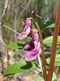 Lathyrus komarovii