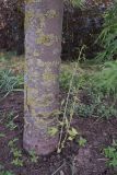 Acer saccharinum
