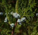 Platycladus orientalis