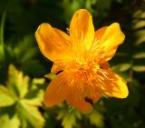 genus Trollius
