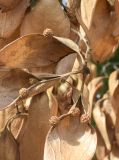 Firmiana simplex