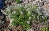 Cicuta virosa. Цветущие растения. Вологодская обл., Кирилловский р-н, с. Горицы, берег р. Шексна, каменистый участок берега. 12.07.2024.