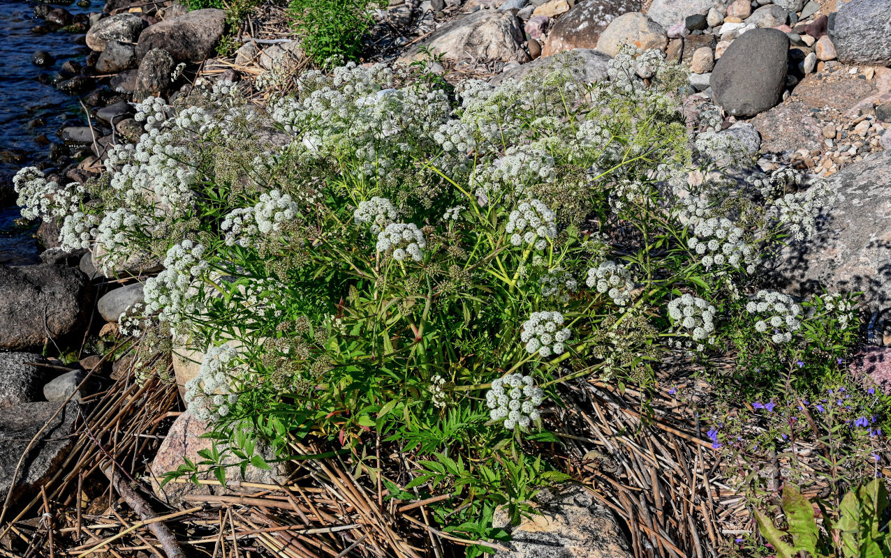 Image of Cicuta virosa specimen.