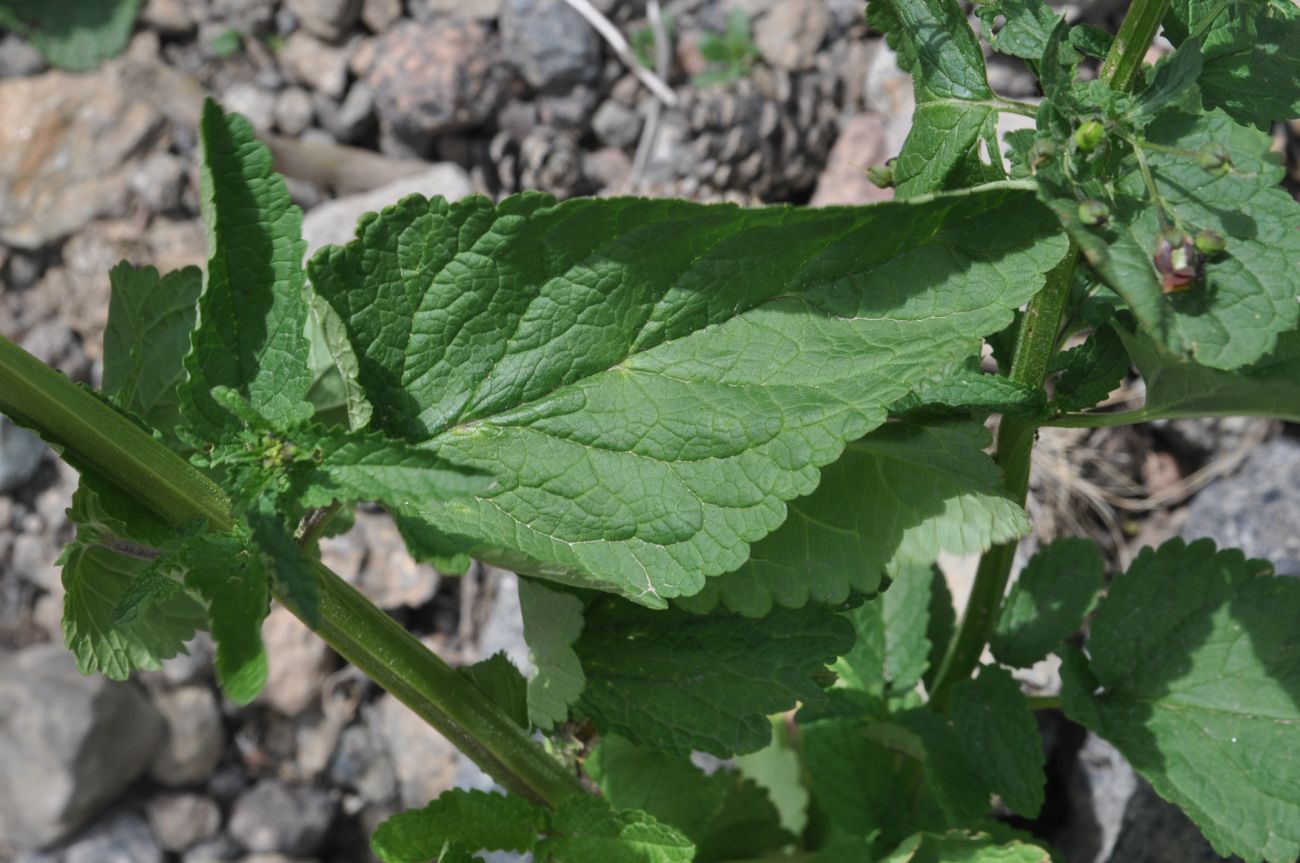 Изображение особи Scrophularia nodosa.