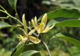 Michelia champaca
