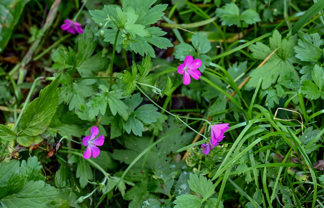 Image of Geranium palustre specimen.