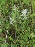 Poa bulbosa ssp. vivipara