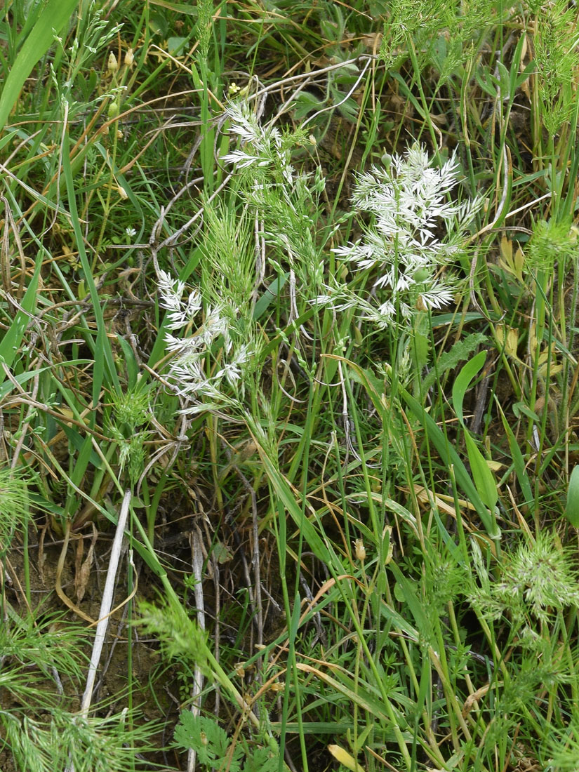 Image of Poa bulbosa ssp. vivipara specimen.