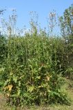 Sonchus arvensis. Цветущие и плодоносящие растения. Беларусь, Витебская обл., пос. Езерище, прошлогоднее кострище на малоиспользуемой грунтовой дороге. 22.08.2024.