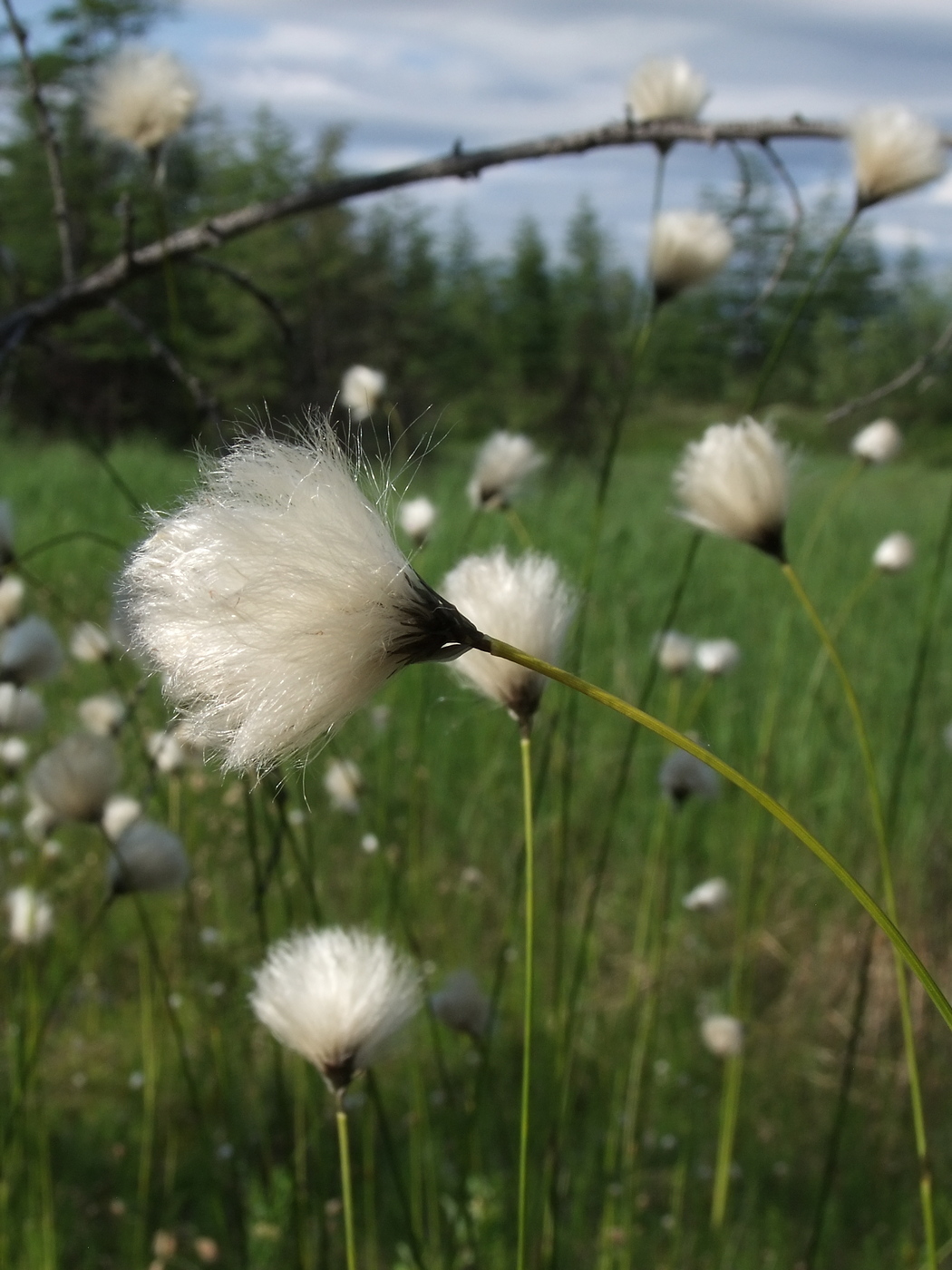 Изображение особи Eriophorum brachyantherum.
