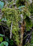 Neckera crispa