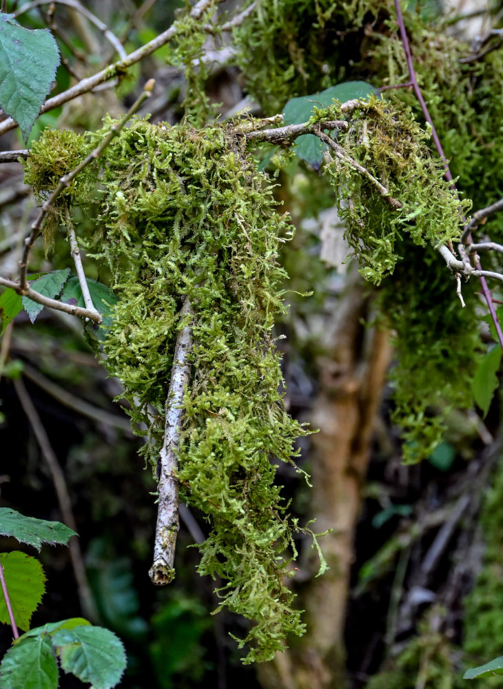 Image of Neckera crispa specimen.