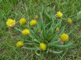 Смотреть изображение Allium fedtschenkoanum