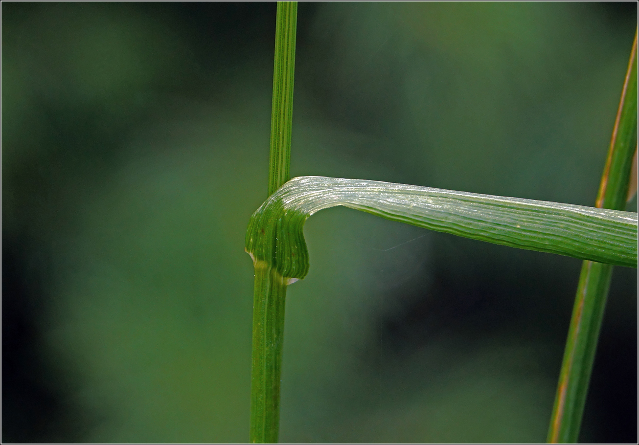 Изображение особи Festuca arundinacea.