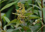 Lysimachia vulgaris. Верхушка побега с формирующимся соцветием. Московская обл., Раменский р-н, окр. дер. Хрипань, садовый участок. 22.06.2025.