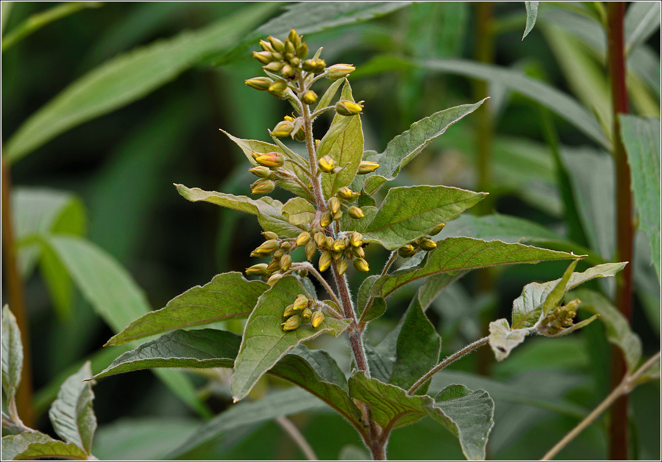 Image of Lysimachia vulgaris specimen.
